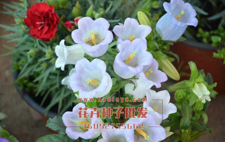 風(fēng)鈴花種植技術(shù)