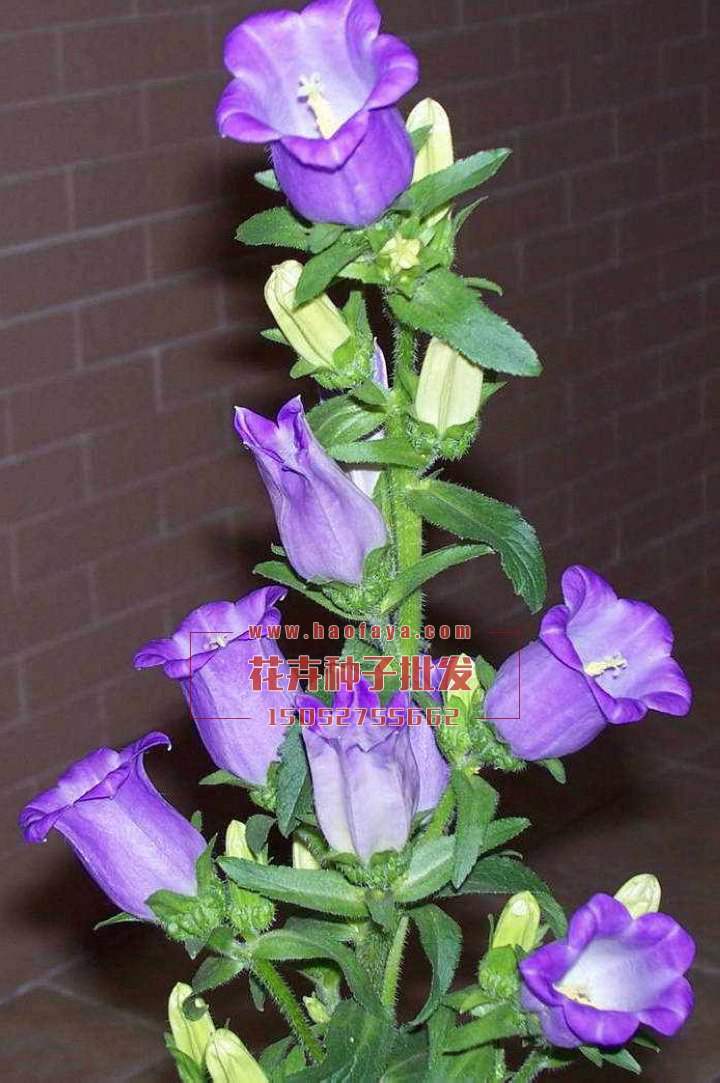 風(fēng)鈴花種子銷售價格