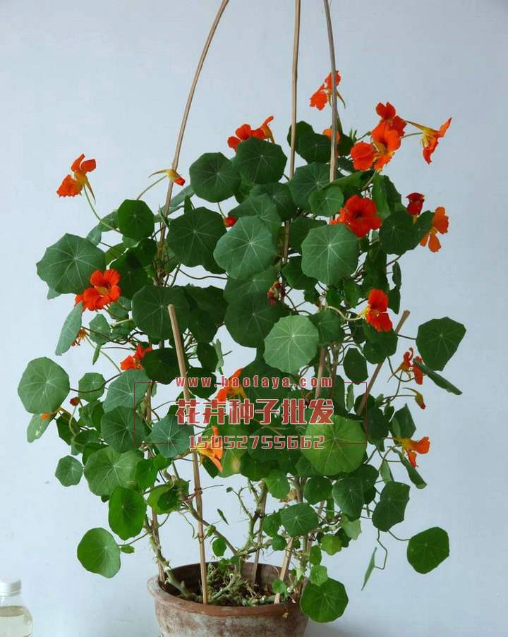 旱金蓮種植技術(shù)