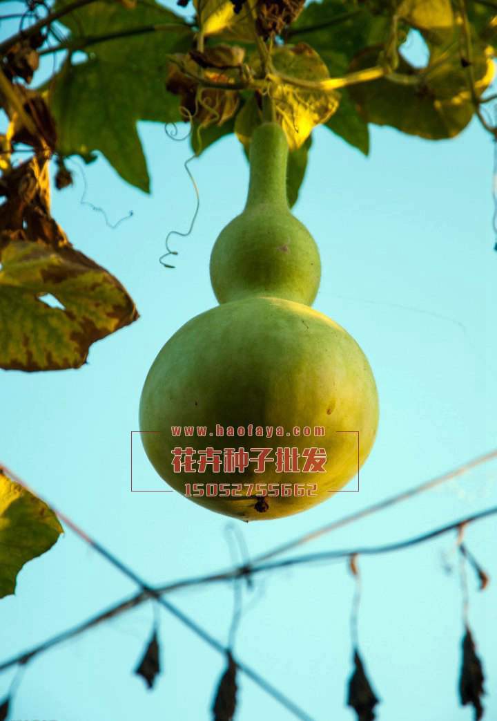 葫蘆種植技術(shù)