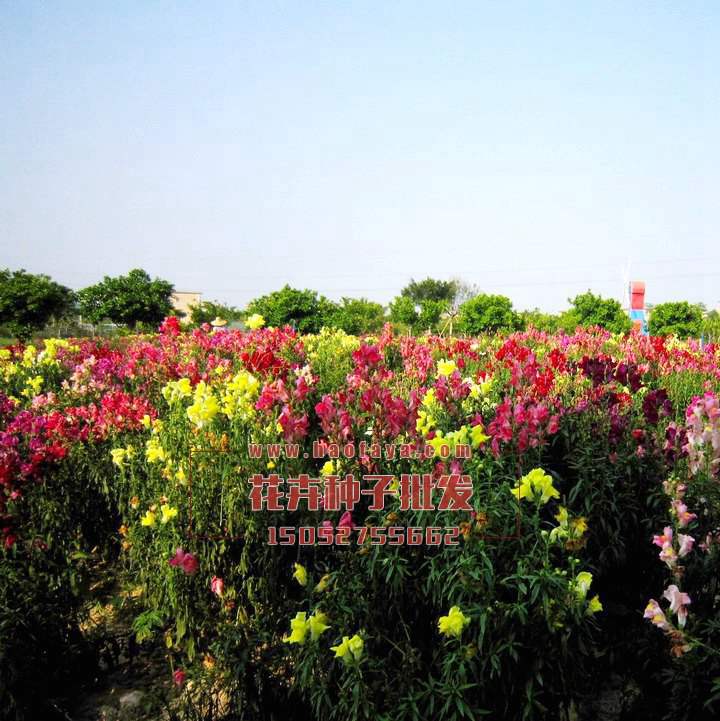 金魚草種子播種效果展示