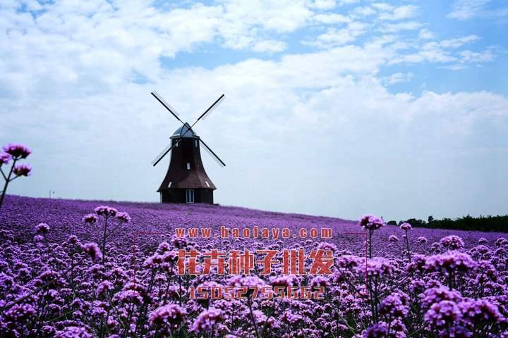 柳葉馬鞭草種子批發(fā)