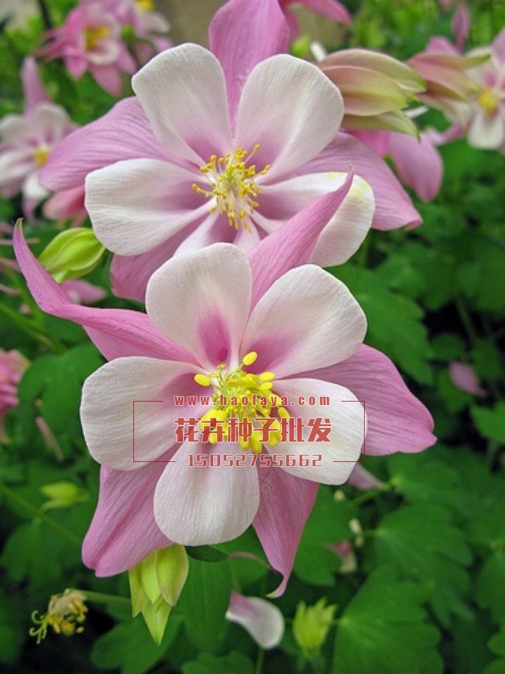 耬斗菜種子批發(fā)