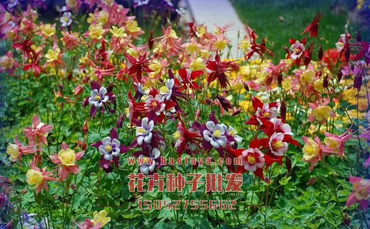 漏斗菜觀賞價(jià)值很高的花草植物