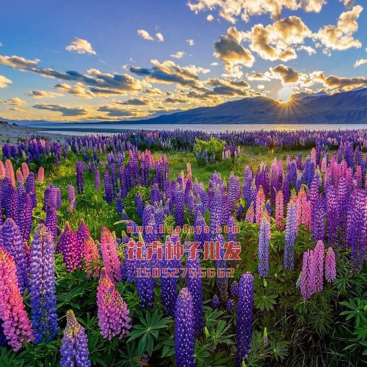 魯冰花種子銷售價格