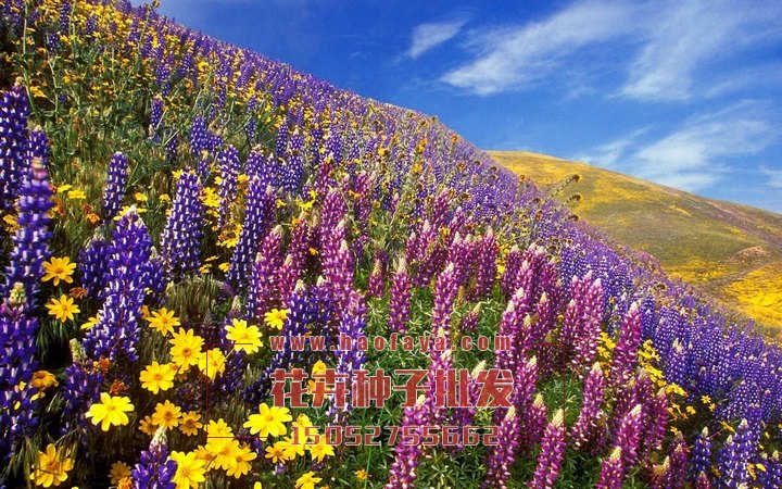 魯冰花種子播種效果展示