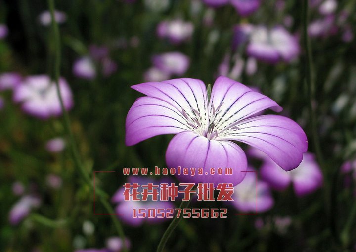 麥仙翁種子批發(fā)