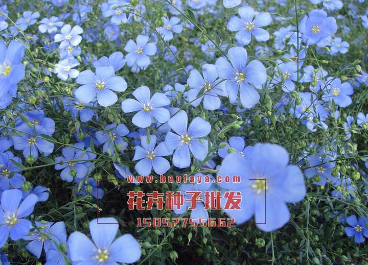藍(lán)花亞麻種植技術(shù)