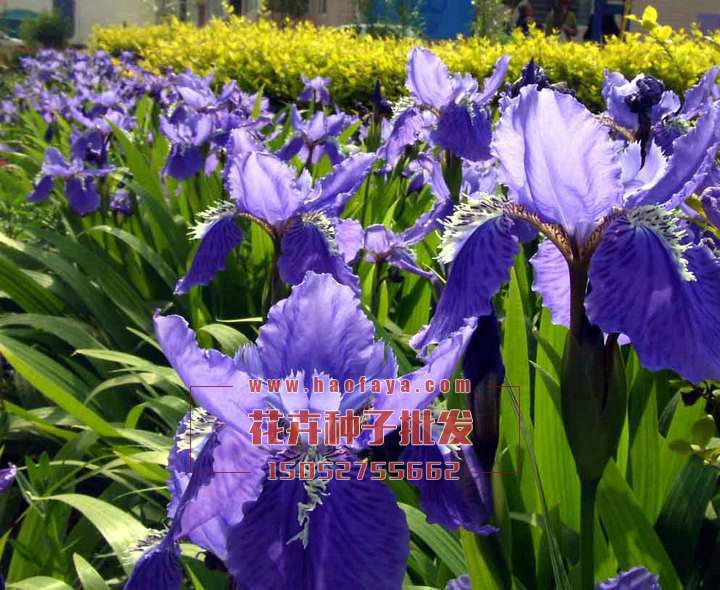 藍花鳶尾種子銷售價格