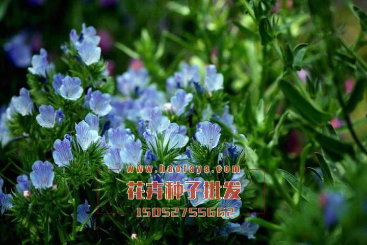 藍(lán)薊種植技術(shù)