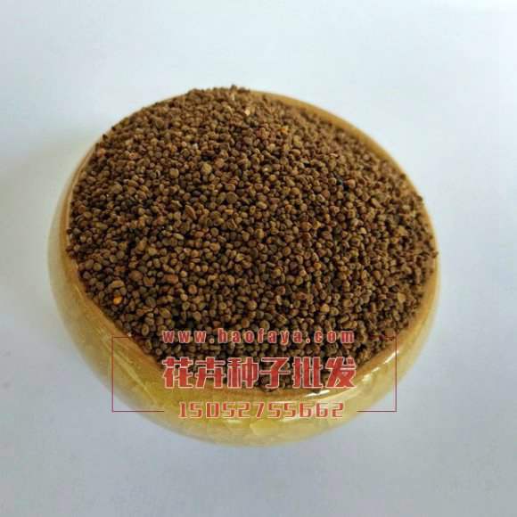 歐洲報(bào)春花種子