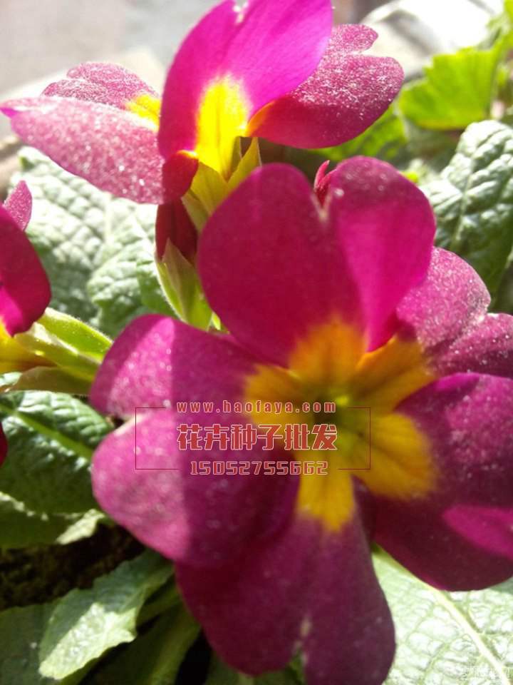 歐洲報(bào)春花種子銷售價(jià)格