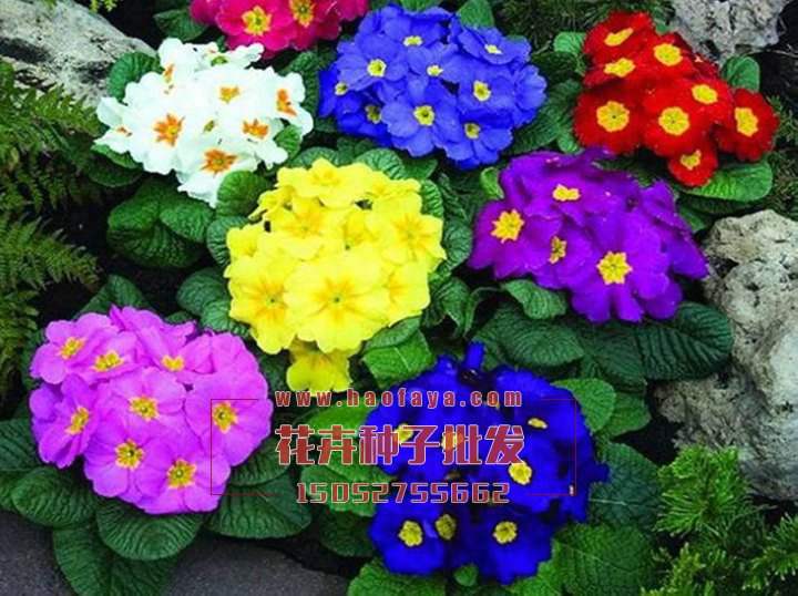 歐洲報(bào)春花栽培管理