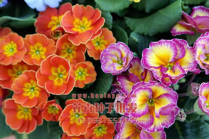 歐洲報(bào)春花種子供應(yīng)公司