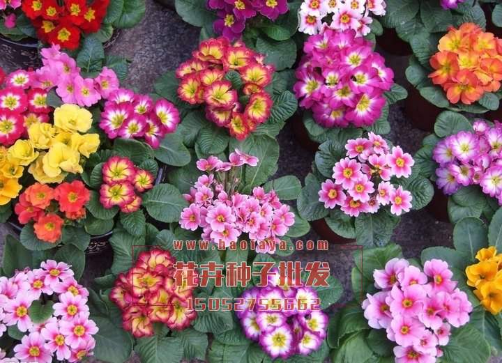 報(bào)春花觀賞效果很好