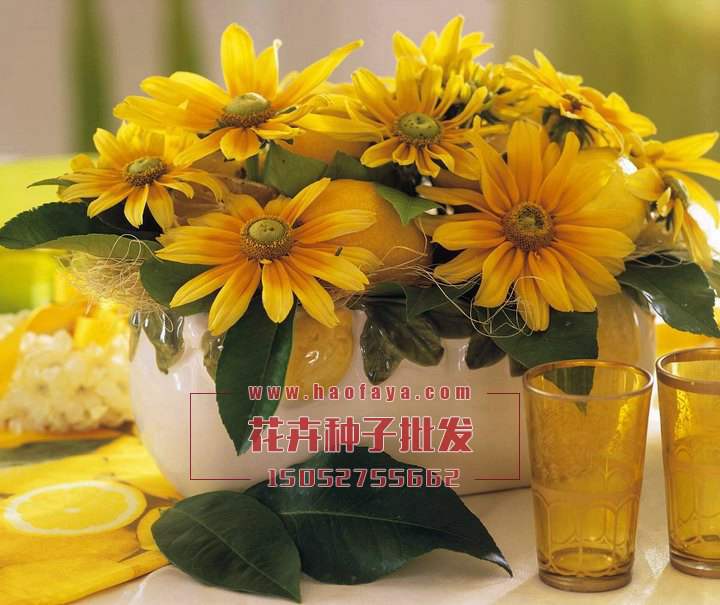 日光菊種植技術