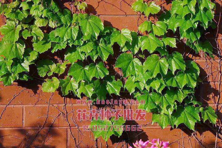 爬山虎種子批發(fā)