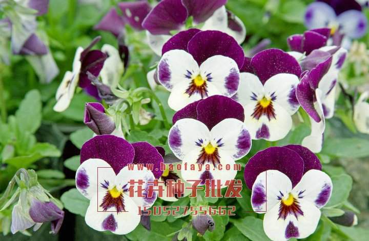三色堇種子批發(fā)