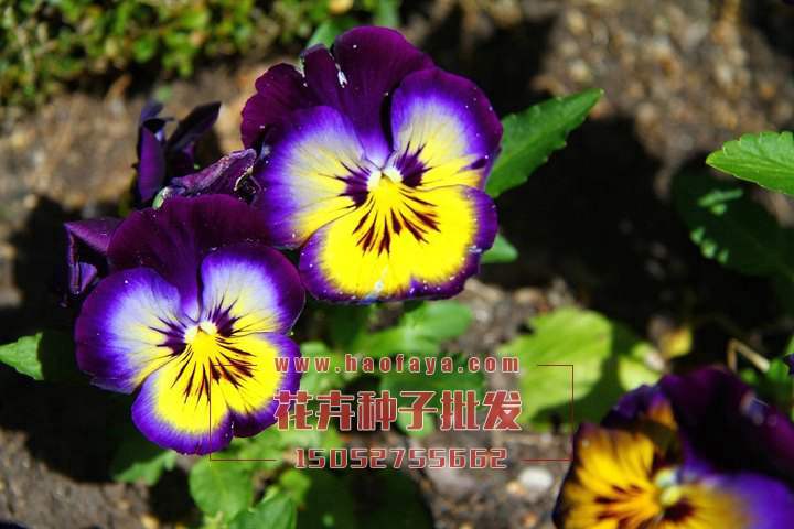 三色堇種植技術(shù)