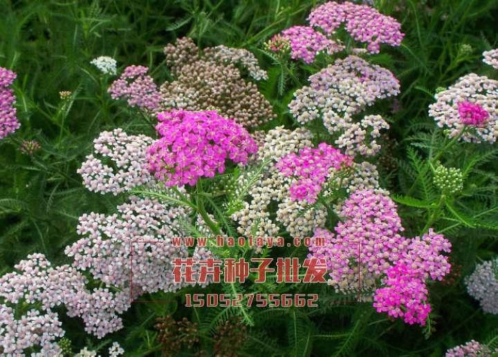 西洋蓍草種子批發(fā)