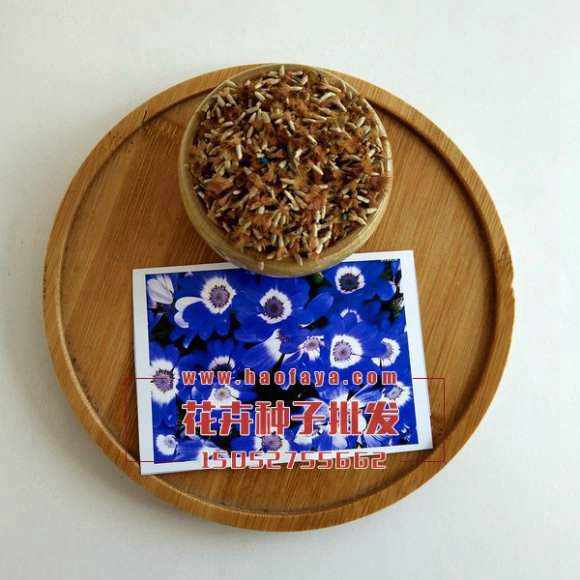 矢車(chē)菊種子