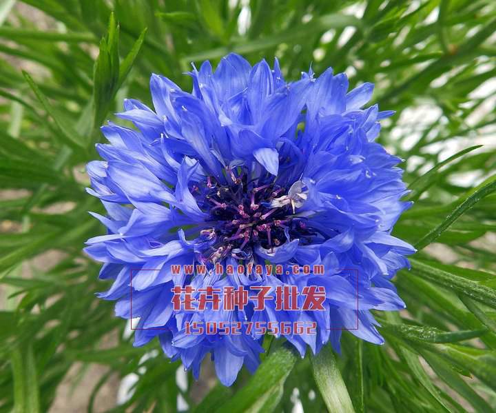 矢車菊種子批發(fā)