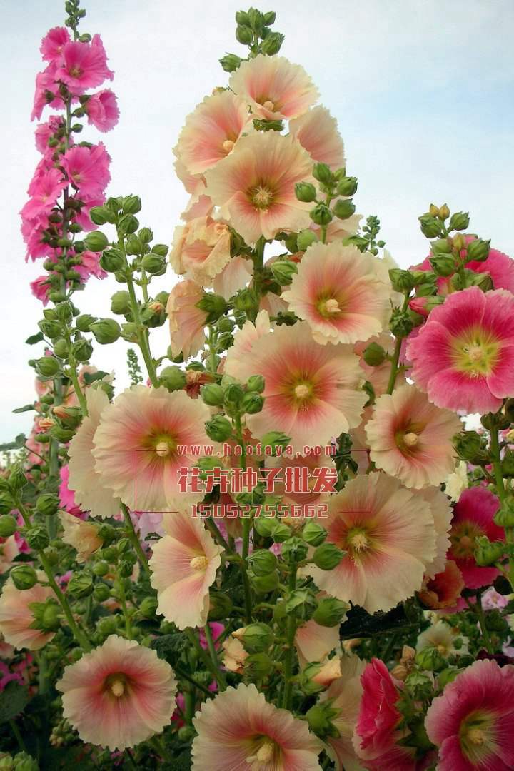 蜀葵種子批發(fā)