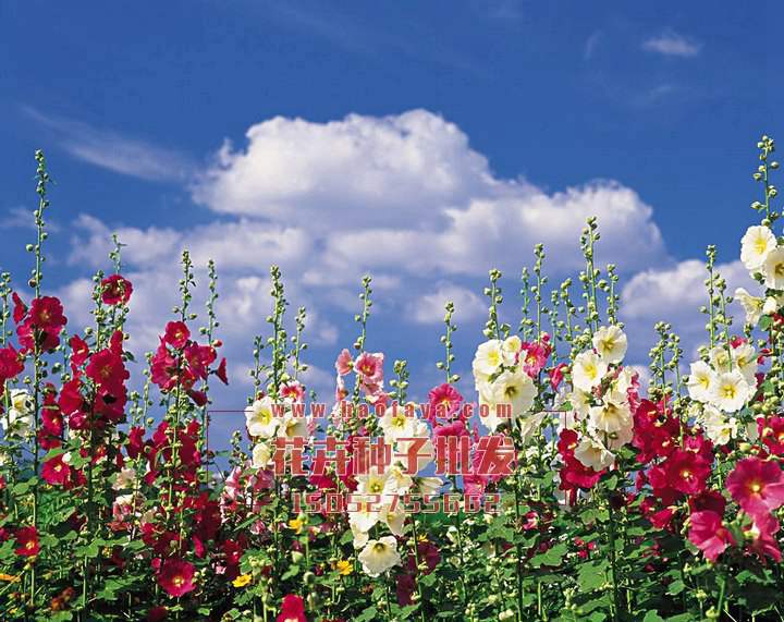 蜀葵種子銷售價格