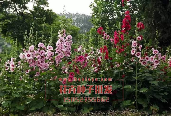 蜀葵種子供應(yīng)公司