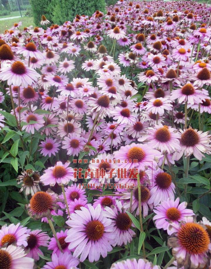 松果菊種植技術(shù)