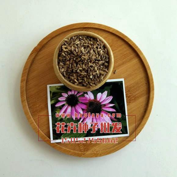 松果菊種子