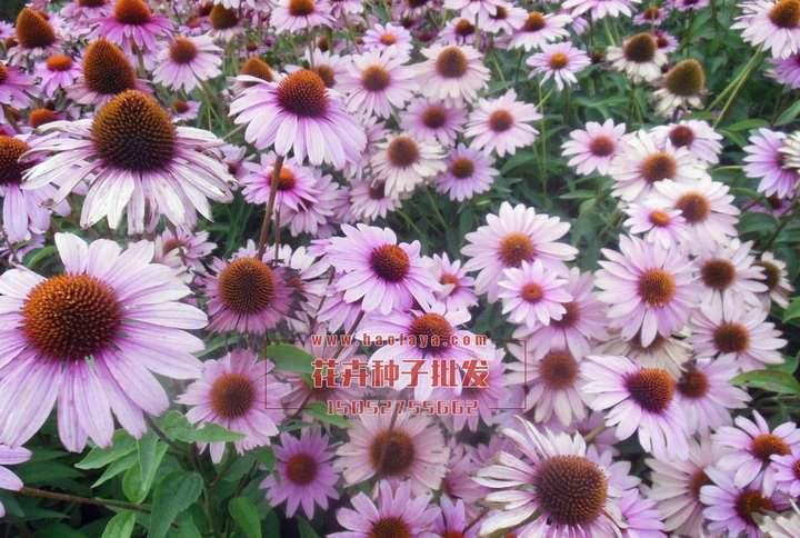 松果菊種子批發(fā)