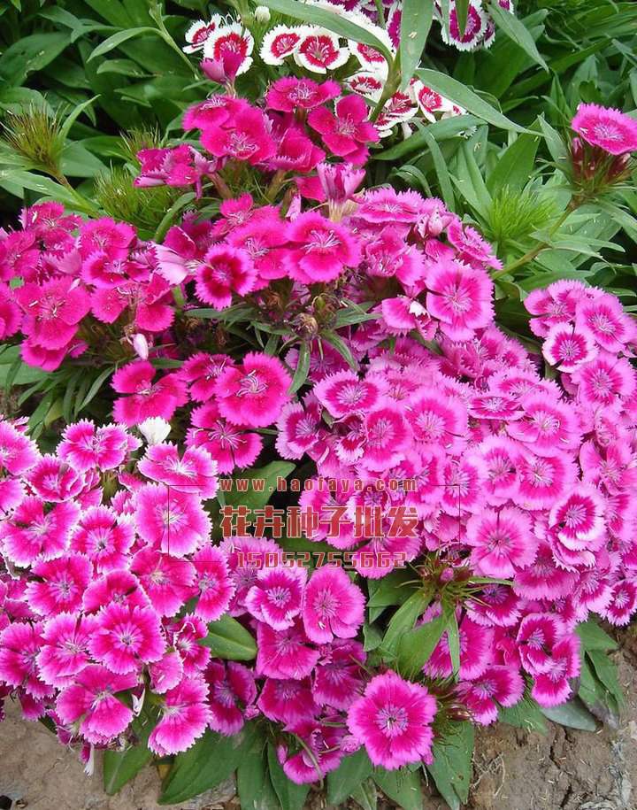 五彩石竹種子銷售價(jià)格