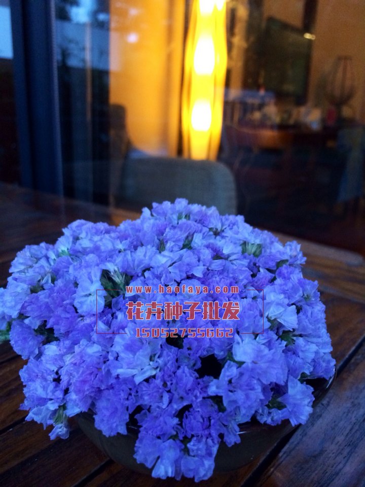 勿忘我種子銷售價格