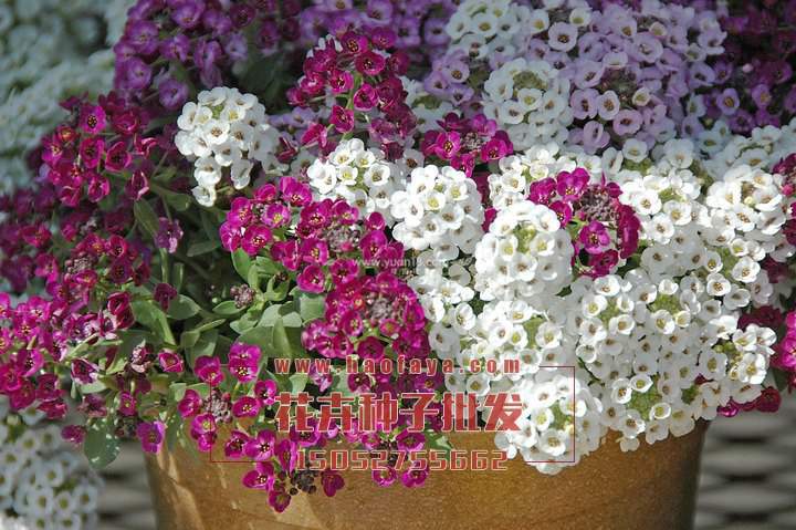 香雪球種子播種效果展示