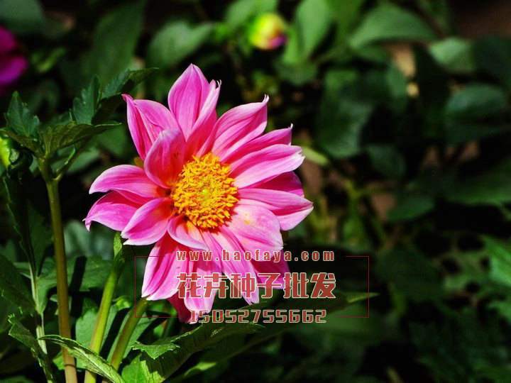 小麗花種植技術(shù)