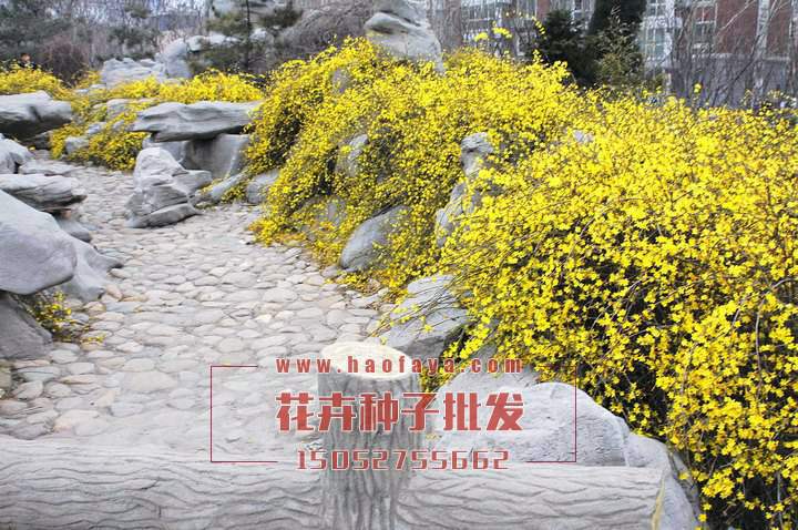 迎春花種子銷售價格