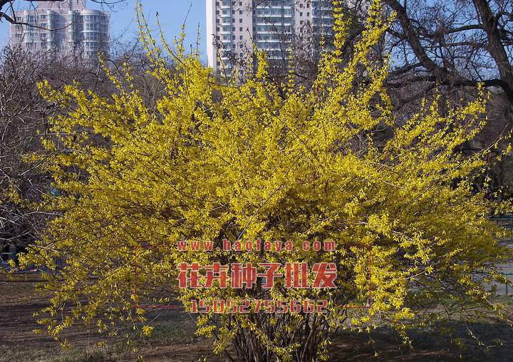 迎春花種子供應(yīng)公司