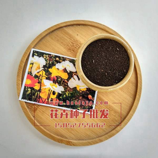 冰島虞美人種子