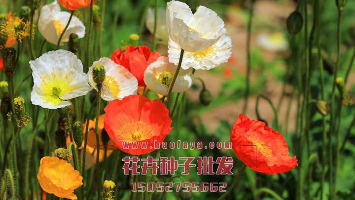 冰島虞美人種子銷售價(jià)格