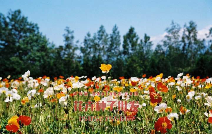 冰島虞美人種子種植技術(shù)