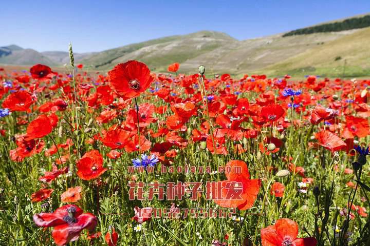 冰島虞美人種子栽培管理