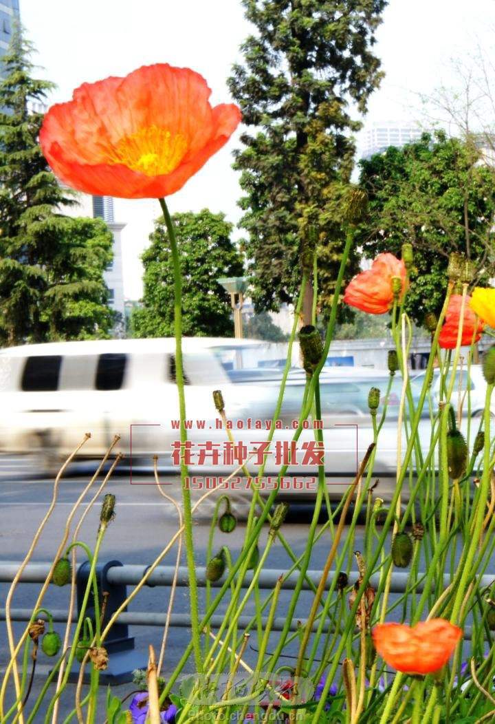 冰島虞美人栽培管理