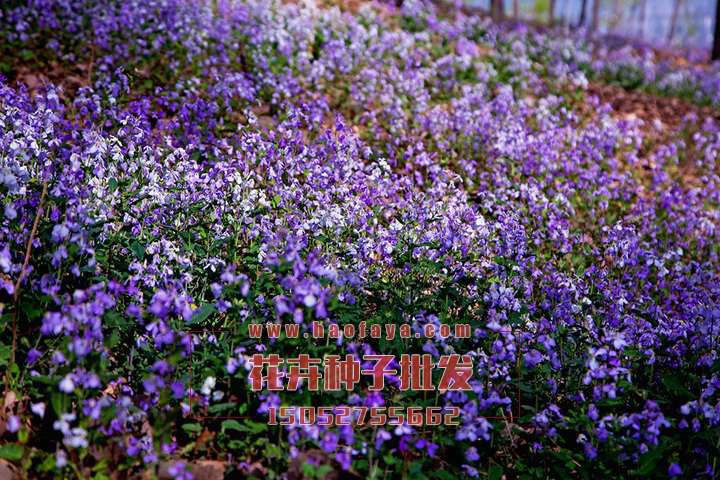 紫花地丁種子播種效果展示