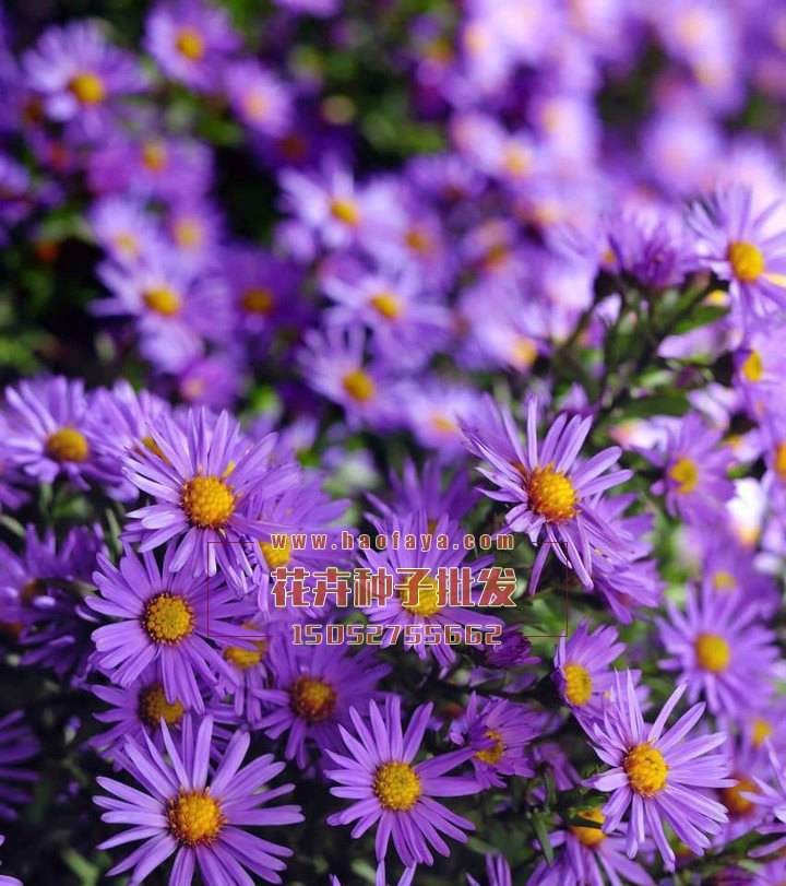 紫苑種子銷售價格