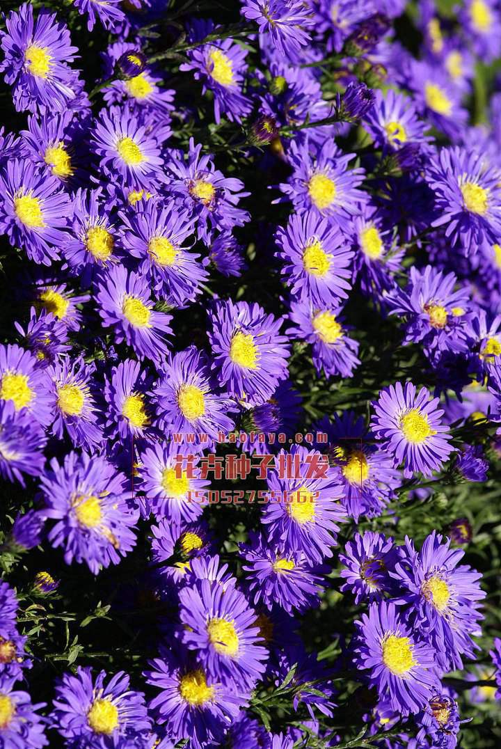 紫苑種子播種效果展示