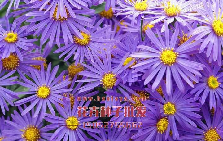 紫苑種植技術(shù)