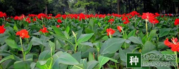 如何美人蕉在北方寒冷地區(qū)露地越冬？